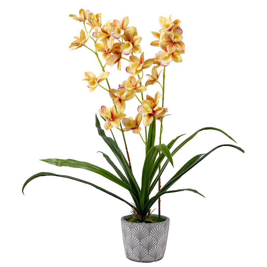 Forever Flowerz Cymbidium Orchid Kit - Cream