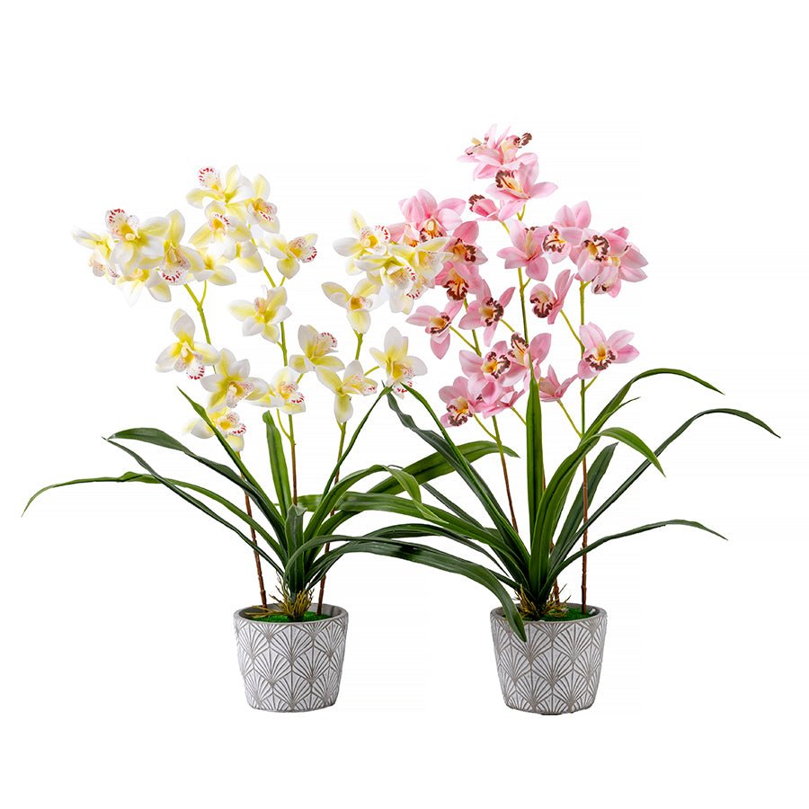 Forever Flowerz Cymbidium Orchid Kit - Pink and White