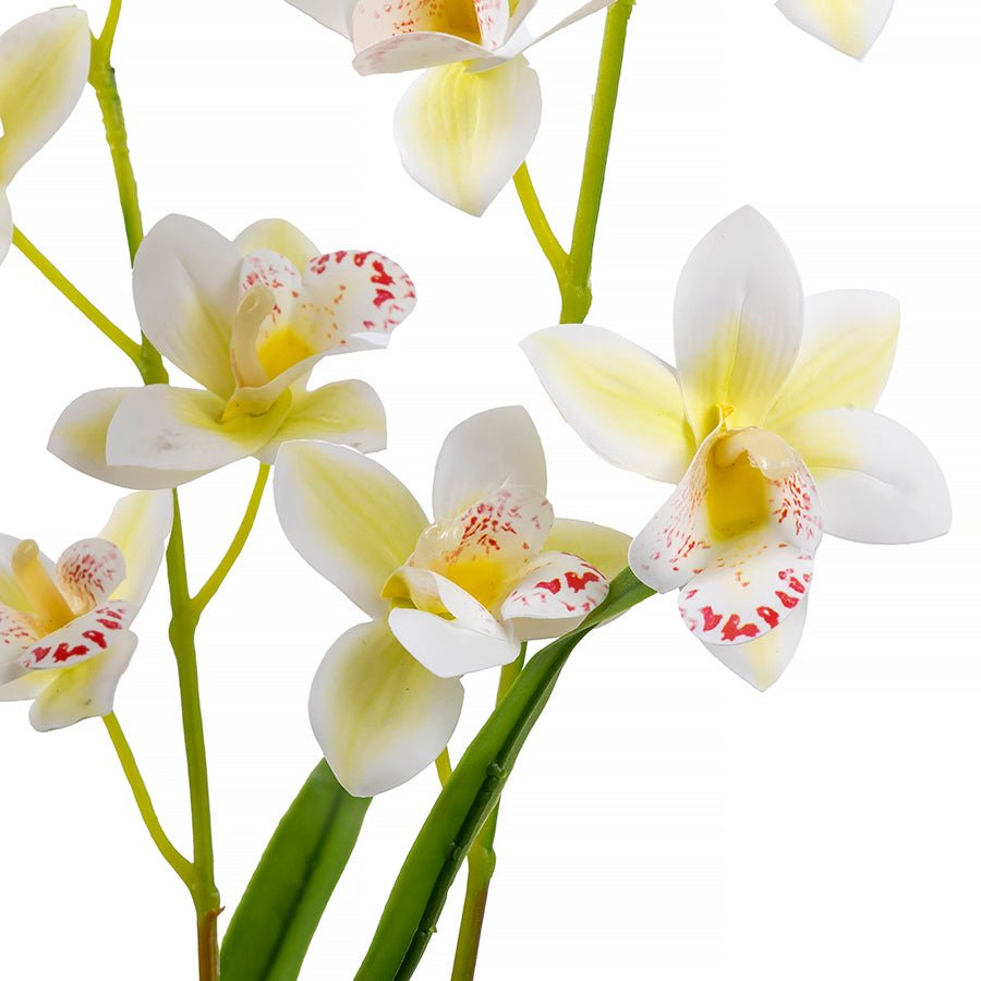 Forever Flowerz Cymbidium Orchid Kit - White close up