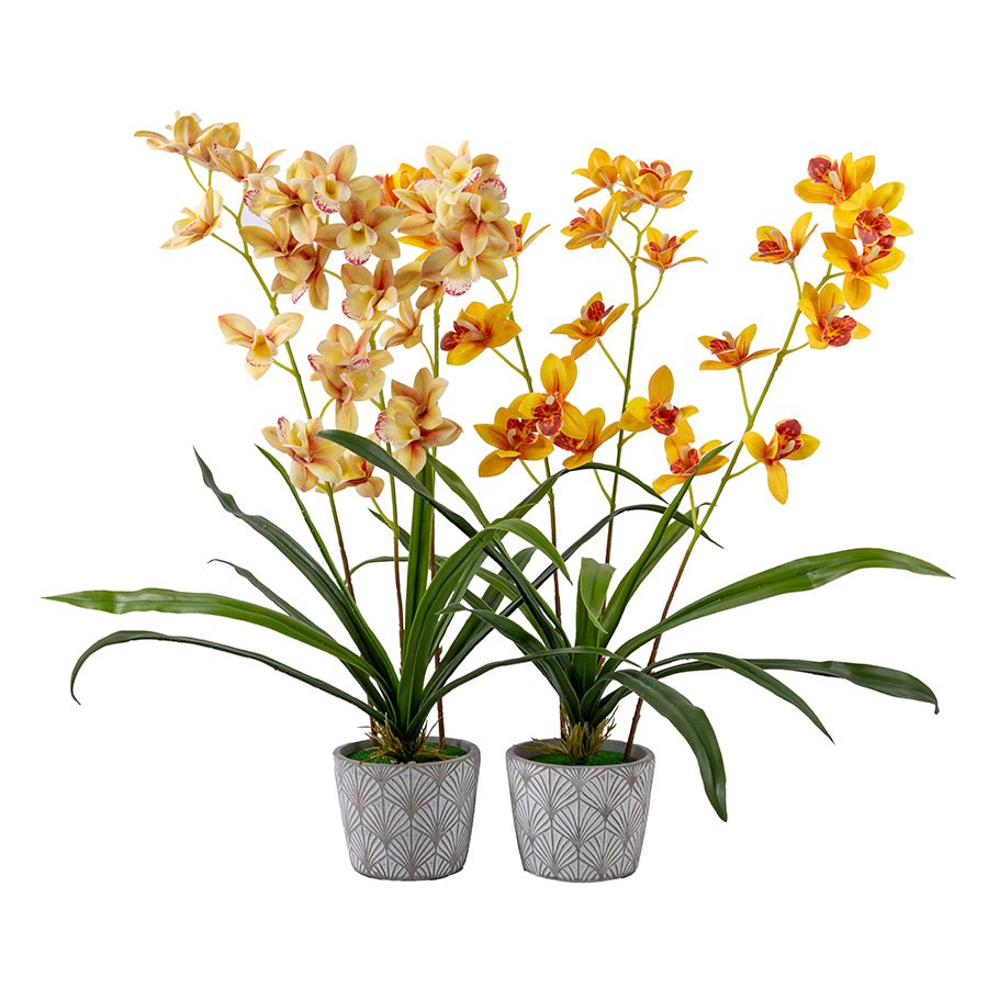 Forever Flowerz Cymbidium Orchid Kit - Yellow and Cream