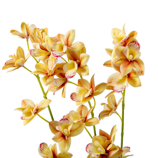 Forever Flowerz Cymbidium Orchid Single - Cream close up